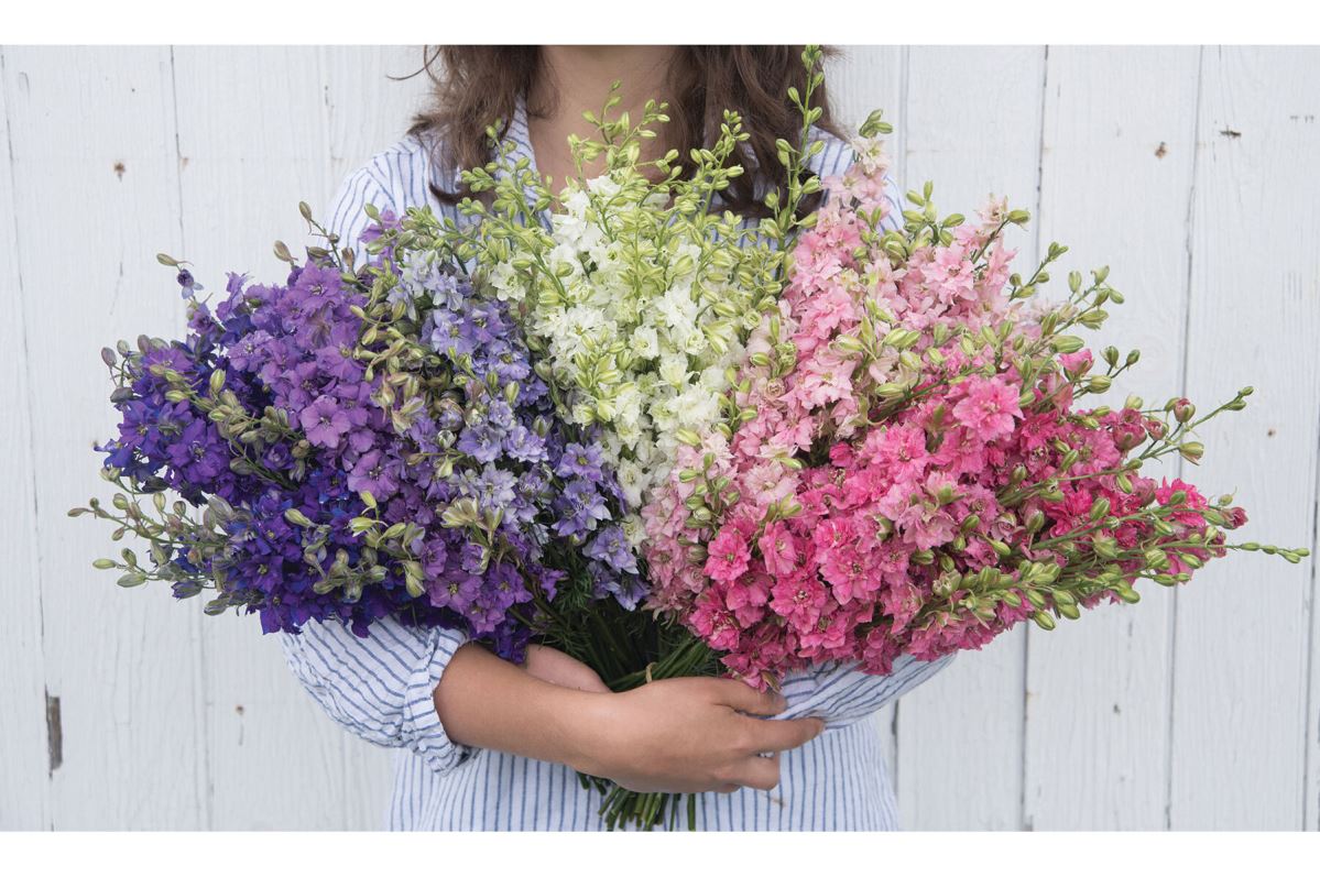 QIS? Larkspur Formula Mix – Larkspur Seed